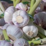 Cooking With Herbs Grown Fresh From Your Garden