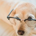 Smart Companion Robots for Routine Reminders and Tasks