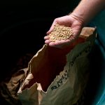 Cooking With Grains Beyond Rice And Wheat Staples